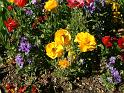 Ranunculus yellow 